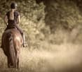 A person riding a horse in a grassy, wooded area. The person is wearing a helmet and dark clothing, and the horse is a light-colored breed. The scene has a vintage, sepia-toned appearance.
