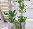 2 large green plants in clear pots. Stairs and metal handrail in the background.