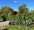 vineyard with grapevines, trees, path, bushes, sunny day