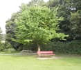A well-maintained garden area with a large tree, a red bench, and a picnic table set on a paved surface surrounded by lush greenery.