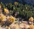 a large green forest with autumn colors
