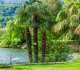 Lush, green landscape with palm trees, a river or stream, and a grassy area. The scene appears to be in a tropical or subtropical region with a serene and picturesque setting.