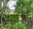 A lush garden with various trees, shrubs, and a wooden fence, with a house partially visible in the background.