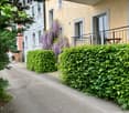 A narrow pathway bordered by neatly trimmed green hedges and a tree with purple flowers, leading to a building with a balcony and windows.