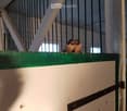 Two birds perched on a green-painted wooden fence inside a barn-like structure with metal bars and white walls.