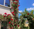 A garden area with red roses climbing a trellis on a house wall, surrounded by lush greenery and lavender plants, with a clear blue sky in the background.