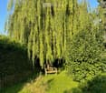 A serene garden path lined with lush greenery, featuring a wooden bench under a large weeping willow tree.