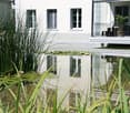 A serene garden area with a pond, lily pads, tall grasses, and a modern white building with a balcony overlooking the water.