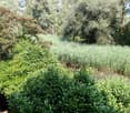 A lush garden with neatly trimmed hedges, olive trees, and various shrubs, creating a serene and well-maintained outdoor space.