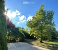 A sunny garden area with a paved pathway, lush green trees, and shrubs under a clear blue sky.
