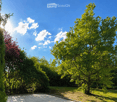 A sunny garden area with a variety of trees and shrubs, a paved pathway, and a clear blue sky with scattered clouds.