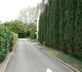 A paved driveway leads to a house, flanked by tall, narrow evergreen trees and a hedge on one side.