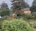 A lush garden with tall trees, shrubs, and a small patio area with a wooden fence. The background shows a house and distant mountains.