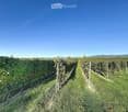 Rows of grapevines in a vineyard with a clear blue sky and distant hills in the background.
