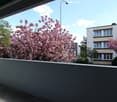 Outdoor balcony with pink cherry blossom tree