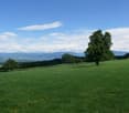 green grass, trees, mountains in the distance, clear blue sky