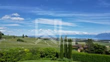 Immagine dell’oggetto