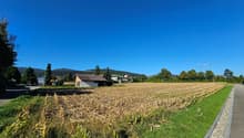 A harvested field, with patches of soil and grass, surrounded by trees and a road, and a small building in the distance.