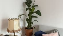 Listing picture