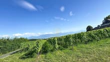 Vignes