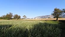 Listing picture