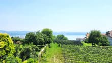 a garden with grape vines in the foreground, and a house and sea in the background