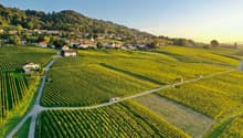 Vignoble