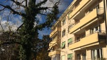 110200_Bluets_3.JPG