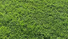 Smooth green grass covering the entire image, no other visible features