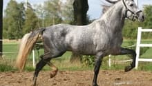 A gray horse running in an outdoor arena or field. The horse has a muscular build and is galloping with its mane flowing in the wind.