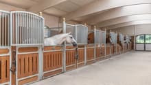 multiple horse stables, white and brown horses, metal and wooden bars