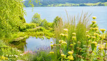 Seeblick