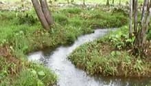 Garden / Outdoor Area. A small stream flows through a lush, green area surrounded by trees and vegetation.