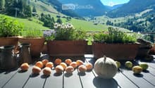 Balcony with a scenic mountain view, decorated with potted plants and a variety of fruits including apricots, a melon, and lemons.