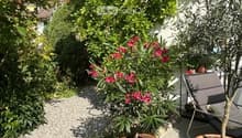 Small backyard with gravel floor, shrubs, trees, and plants, garden lounge chair, large potted plants, and decorative stones.