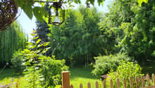 A lush garden with a wooden fence, various plants, trees, and a hanging lantern light fixture.