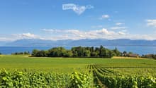 A vineyard with rows of grapevines, surrounded by green fields, trees, and a body of water with mountains in the background.