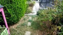 A narrow garden path leads to a house with a trampoline in the background. The garden features a tall, trimmed hedge on one side and various plants and shrubs on the other.