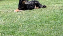 A black dog is lying on a well-maintained lawn, with a stone wall and some leafy plants in the background.