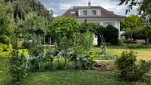 A well-maintained garden with a variety of plants and vegetables, surrounded by a white house with a red-tiled roof and multiple windows.