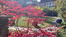 Well-maintained garden with red maple tree, stone pathway, barbecue, and lush greenery.