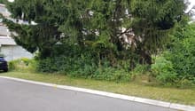 A wild and overgrown garden area with various types of vegetation, including shrubs, trees, and grasses.