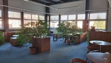 Office space with large windows, carpeted floor, wooden desks, chairs, and potted plants.