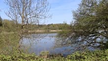 Teil Bommer Weiher