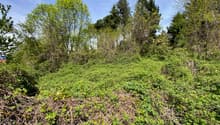 The image shows a dense, overgrown forest landscape with a mix of deciduous and evergreen trees. The ground is covered in thick vegetation, including low-growing plants and shrubs. The scene appears to be in the spring or early summer, with the trees in f