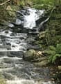 The image shows a cascading waterfall flowing over rocky terrain surrounded by lush green vegetation. The stream flows through a forested area with moss-covered rocks and fallen leaves along the banks.