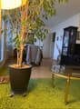Listing picture