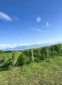 Vignes