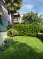 The image shows a lush, green outdoor garden area with a palm tree, shrubs, and a grassy lawn. There is a balcony or terrace visible on the building in the background.