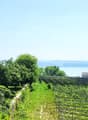 a garden with grape vines in the foreground, and a house and sea in the background